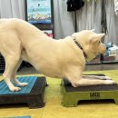 플레이 바우 이미지