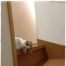 멍이와냥이 이미지