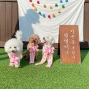 성남애견 이미지