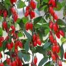 화수축산 이미지