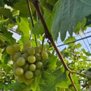 월야농장 이미지