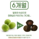 자연식품 | 변비랑 장 디톡스 건강관리에 좋은 자연식품 발효매실 &#39;데일리플럼&#39; 후기!