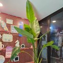 볼트만화카페