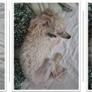 와우메디컬 이미지