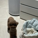 멍텔스컴바인 이미지