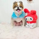 메리몰펫샵(사직점) 이미지