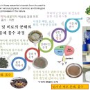 맥반석가루를 유기산으로 녹인 다음, 호기 발효하면 좋은 이유? 이미지
