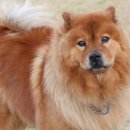 탑케어동물의료원 이미지