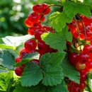 레드 커런트 로제타-Red Currant Rosetta 이미지