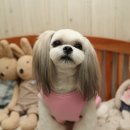어진애견