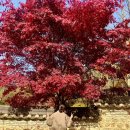 인형뽑기(무등시장점) | [2025년] 11월 첫째 주 / 이번주 미리보기 : 인형뽑기에 미친 사람