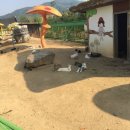 가은동물농장 이미지