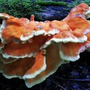 행복한순대 이미지