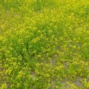 강촌버즈글램핑(강촌팜핑) 이미지