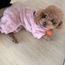 어썸 강아지 호텔 & 목욕 이미지