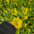 노랑등대 앞 | 2026 제주도 유채꽃 개화시기, 1월부터 만개한 산방산 유채꽃 명소 후기 (입장료 2천원!)