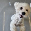 댕댕 쉼터 이미지