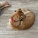 서사라 동물병원 이미지