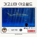 그림 속 고래가 살아 춤추다 | 가고시마 이오월드 고래상어 먹이시간 돌고래쇼 시간 정리