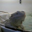 고수동물병원 | 비어디 도마뱀 치료하다가 통장 털린 썰 푼다...특수동물병원 방문기 (2)🦎💸