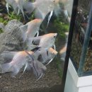 베스트피쉬 수족관 이미지