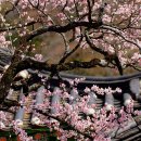 들에핀 매화 이미지