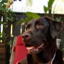 더펫살롱 이미지