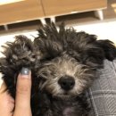 지니펫살롱 이미지