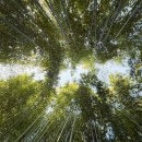 그늘막124 | 대구 나들이 스팟 히든 산책로 죽곡댓잎소리길