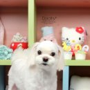 도로시 펫 이미지