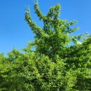 장원손칼국수 이미지