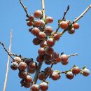 암 고욤나무 --- 내년열매열림 이미지