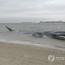 브릿지웨이즈