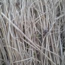 청주내미 이미지