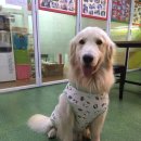 김쌤애견 이미지