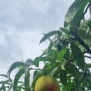 화영농장 이미지