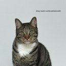 더엘동물의료센터 | 여수 24시 더블리스 동물의료센터 고양이 스케일링 후기