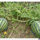 바다조아펜션 이미지