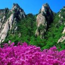 샌드페블 이미지