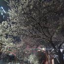 안양천 | 서울 벚꽃 만개 시기 2026 🌸 (안양천 실시간 후기)