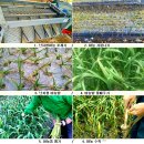황토땅에서 재배한 난지형 저장마늘 예약판매 이미지