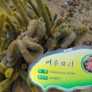 여우꼬리
