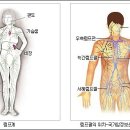 임파선-따주기는 부위를 알면 어떤 병도 고칠 수 있다.- 이미지