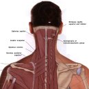 반극근(두반극근, 경반극근, 흉반극근 semispinalis capitis, cervicis, thoracis) 이미지