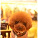 토미펫샵 이미지