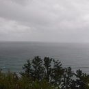 고초령 산양삼 이미지