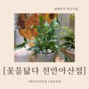 천안아산꽃집 꽃을닮다 천안아산점에서 결혼기념일 화분구입 후기