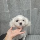 코코 SALON 네이버블로그