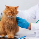 가야동물병원 이미지