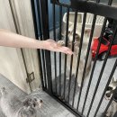 아잉독 애견카페 이미지